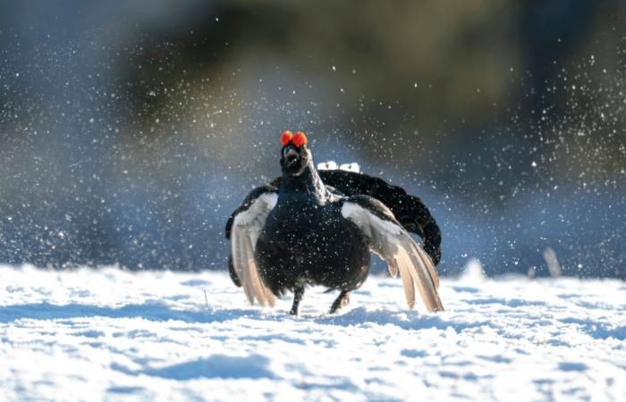 Altos Alpes: suspensión de la caza de galliformes