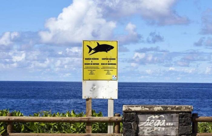 Reunión. La aparición de un tiburón provoca una evacuación en plena competición de surf