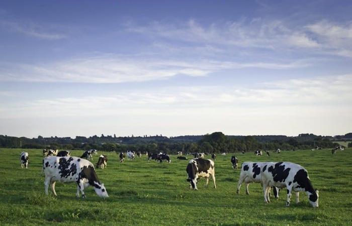 Marruecos pronto podría importar leche escocesa