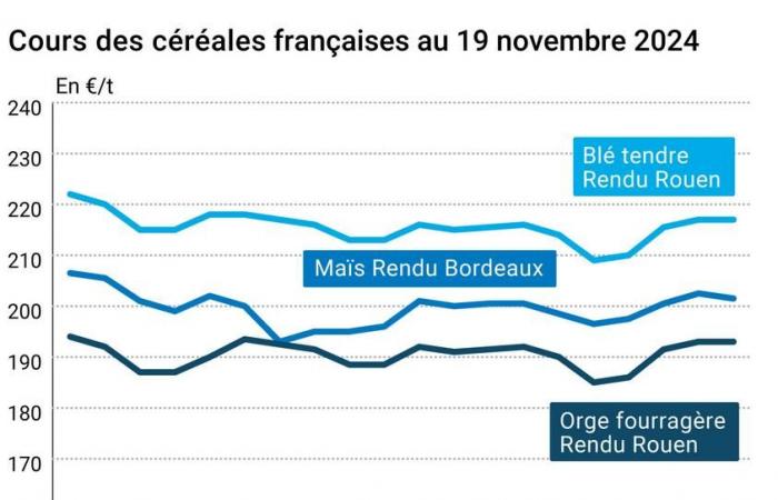 COTidienne | Cereales: aumento muy pequeño de los precios del trigo en los mercados mundiales, descenso muy ligero del maíz