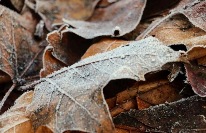 Informe meteorológico. ¿Cómo está el tiempo este miércoles 20 de noviembre en Alta Francia?