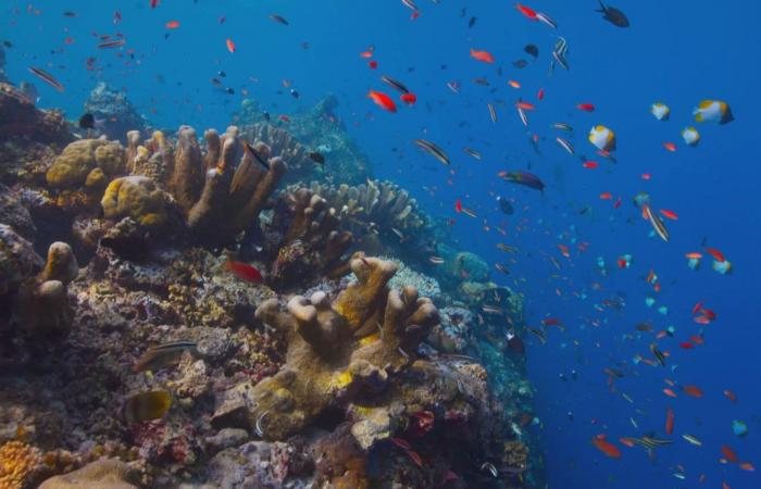 El coral más grande del mundo descubierto en el Pacífico