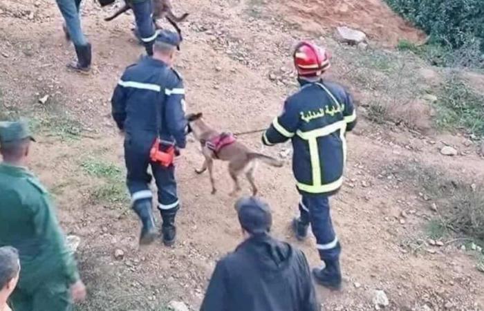 Un niño de 3 años sobrevivió solo durante tres días en un bosque