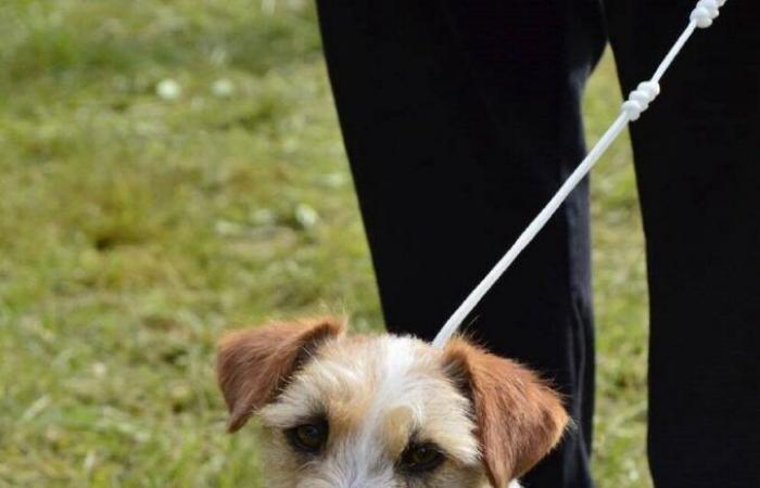 Una preocupante serie de desapariciones de perros en Orne hace temer lo peor