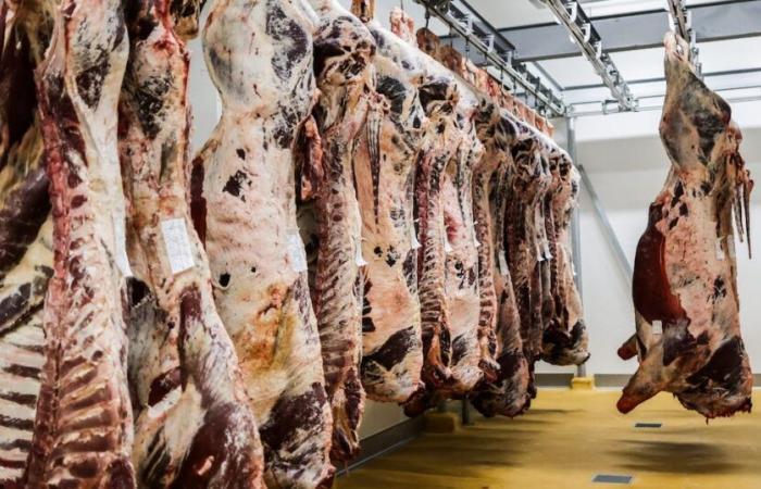 Importaciones de carnes rojas: así cumplen los operadores españoles los requisitos del etiquetado halal