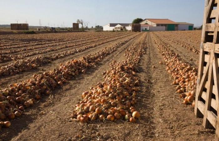 “Los bajos precios actuales no significan que no haya demanda, porque es todo lo contrario”