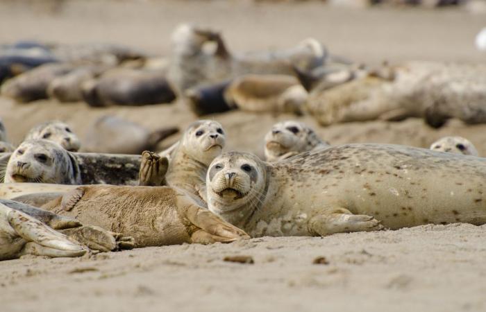 Casi 2.000 focas de una especie en peligro de extinción muertas en un mes