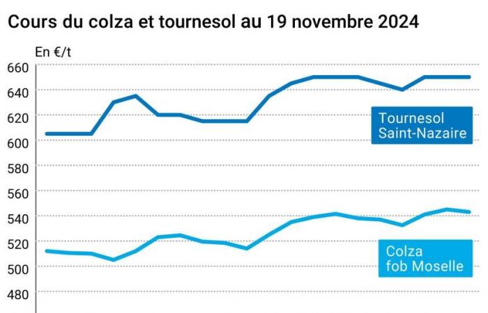 COTidienne | Semillas oleaginosas – Caída de los precios de la colza y la soja en un contexto de ventas técnicas tras las subidas de los días anteriores