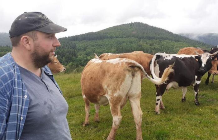 Territorio de Belfort. Una vaca encontrada devorada en un pasto: el lobo sospecha