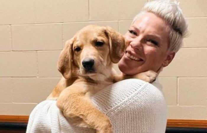 La cantante Pink acaba enamorándose del perro que debía acoger sólo temporalmente y dice estar “feliz de haber fracasado”