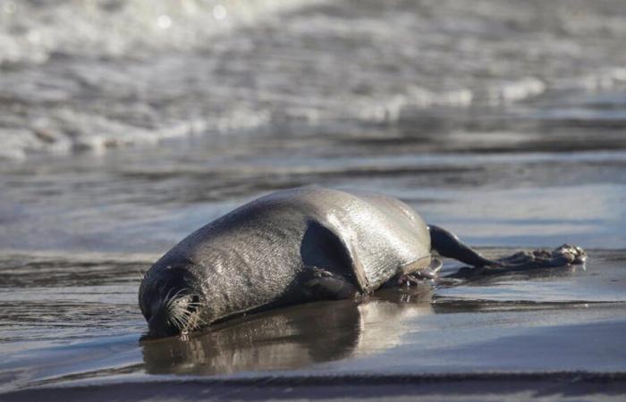 Masacre de focas en Kazajstán: investigación en curso