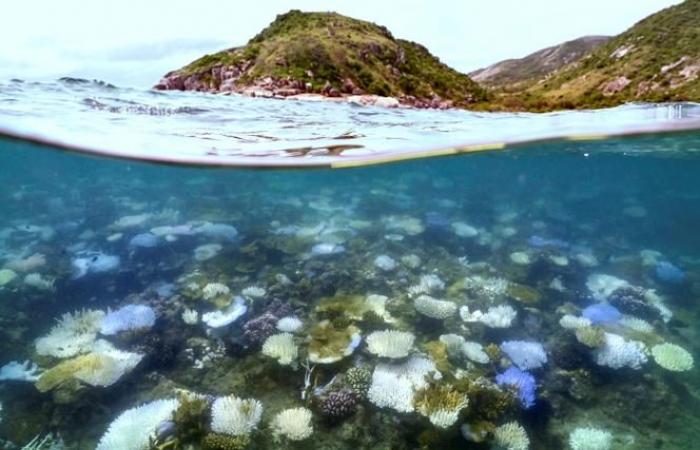 Los arrecifes de coral se están deteriorando rápidamente debido al calentamiento global