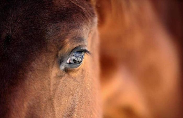 En Sarthe, la rinoneumonía obliga al Centro Europeo del Caballo a cancelar su próxima competición