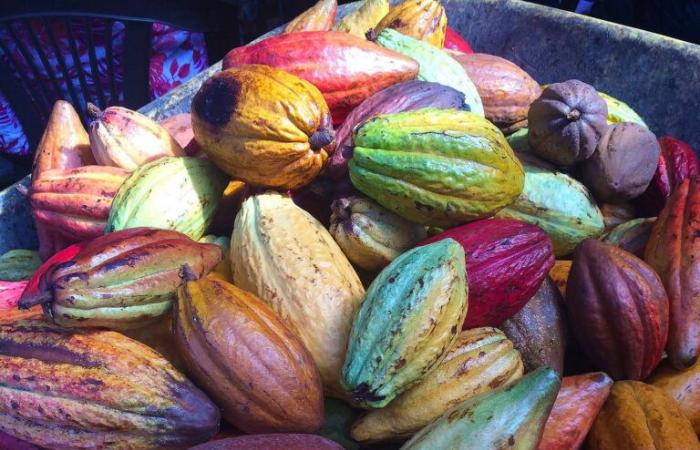 Los precios del cacao se disparan