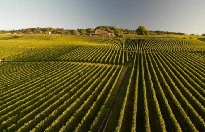 Unil arroja luz sobre los márgenes y los costes de la industria agroalimentaria de Vaudois