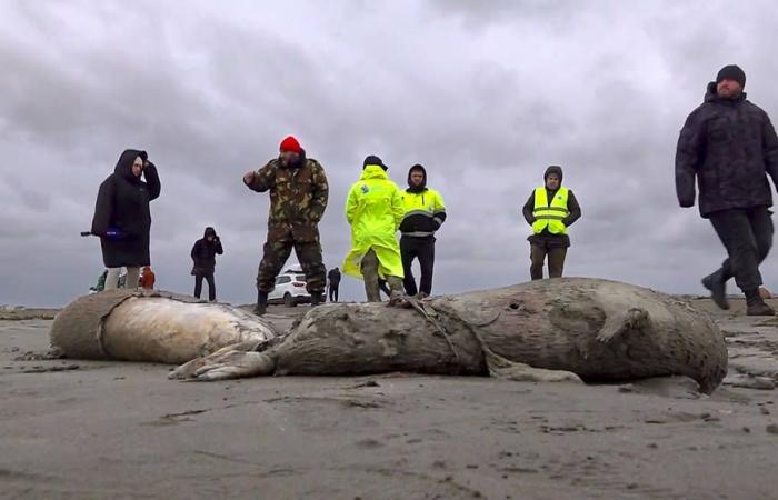 2.000 focas de una especie en peligro de extinción murieron en 1 mes