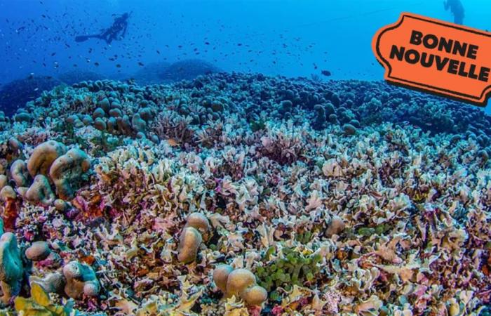 El coral más grande del mundo descubierto en el Pacífico