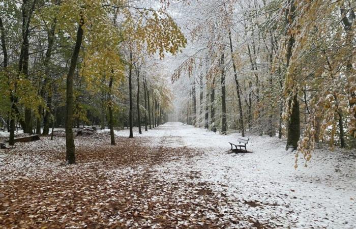 EN FOTOS. La tierra de Flers se despierta bajo la nieve: una decoración navideña