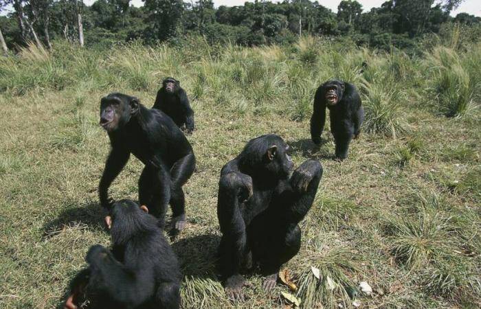 Un estudio suizo sobre los chimpancés demuestra que la migración enriquece su comportamiento – Libération