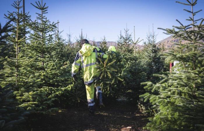 El alcalde de este pueblo ofrece un árbol de Navidad a todos los habitantes