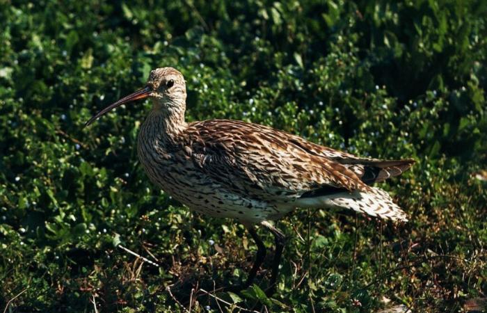 Un estudio confirma la desaparición del zarapito pico fino, un ave migratoria vista por última vez en Marruecos