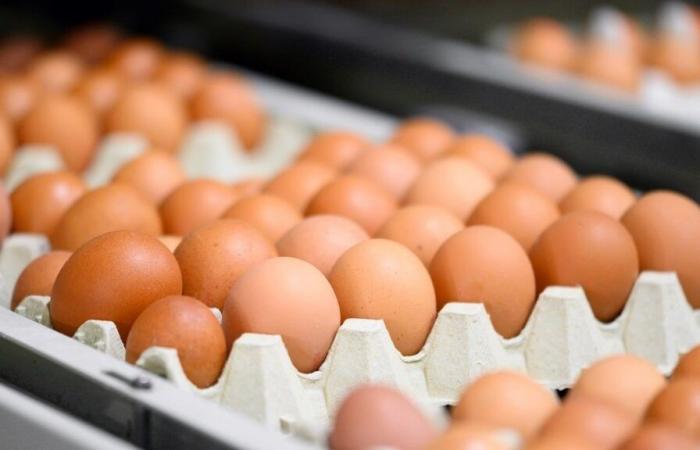 ¿Cuántos huevos puedes comer al día? La respuesta de un nutricionista