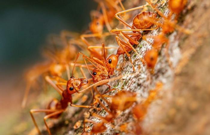 Una colonia de hormigas eléctricas descubierta en Var: ¿deberíamos preocuparnos?