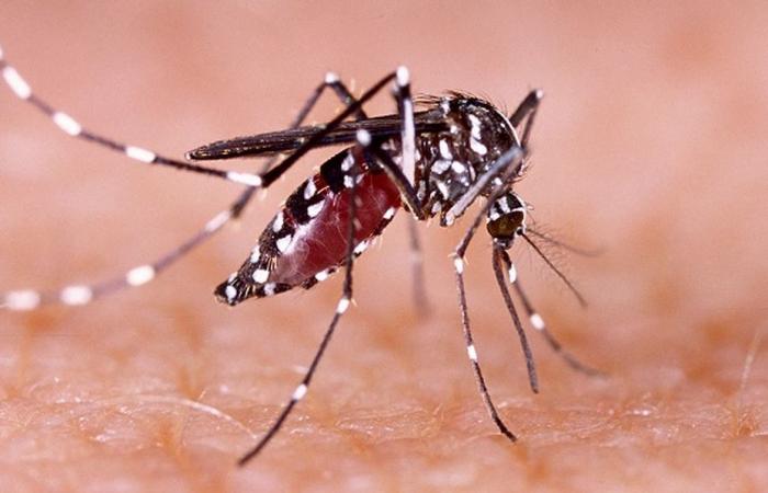 Un estudio estima que uno de cada cinco casos de dengue está relacionado con el cambio climático