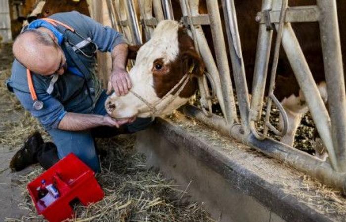 Antibióticos: el proyecto ReLait no consigue su objetivo