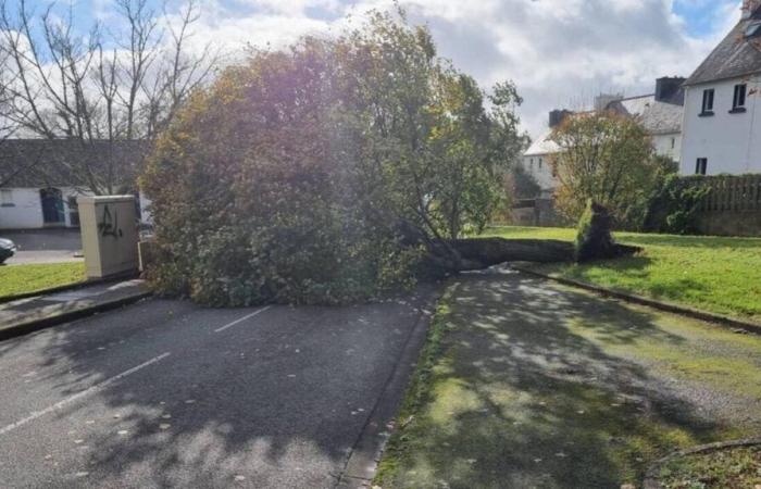 Barco hundido y árboles arrancados de raíz… La tormenta Caetano causa algunos daños en Concarneau