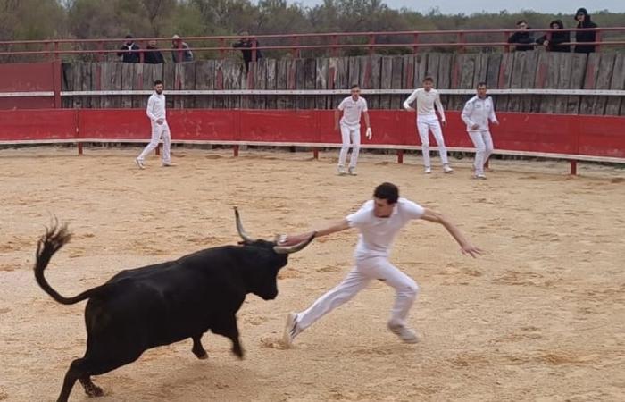 El bouvaù educativo de Scamander está ganando notoriedad