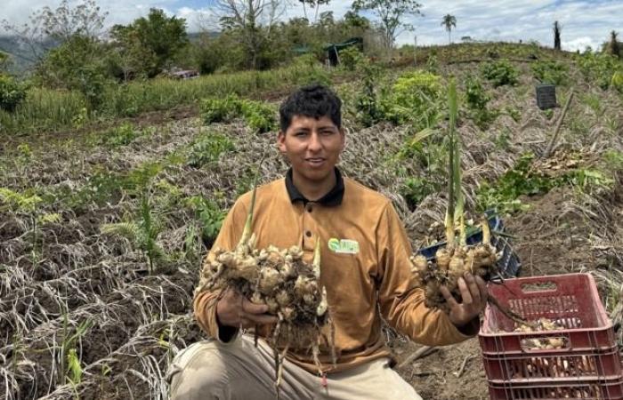 “La demanda local de jengibre aumenta a medida que los productores esperan mejores precios en los mercados mundiales”