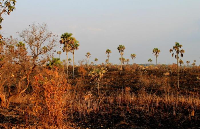 Invitación de prensa｜Inmersión en el corazón de la ecología del suelo