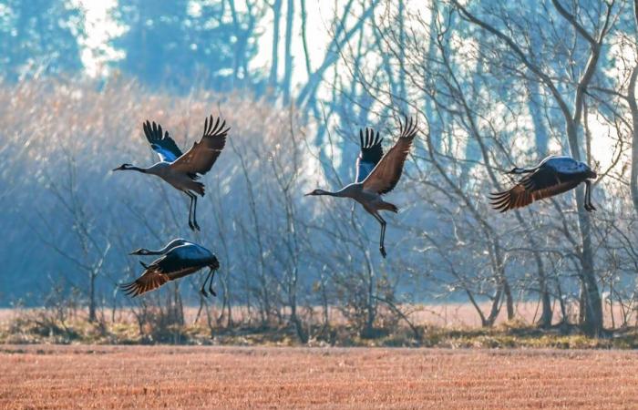 Preocupación tras el hallazgo de un pájaro infectado con gripe aviar encontrado muerto cerca de un lago en los Pirineos