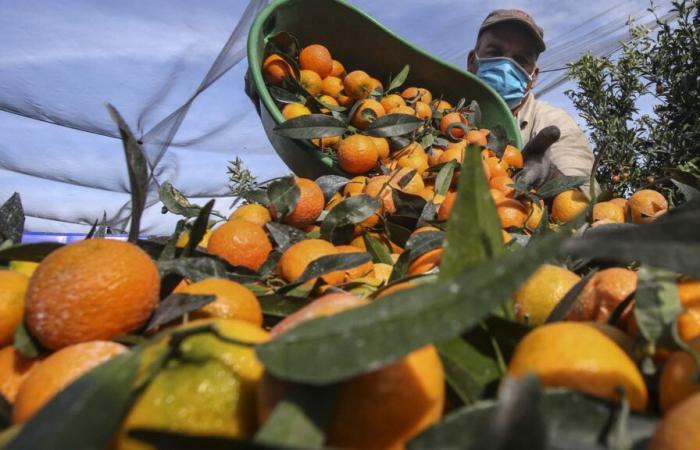 Es la temporada alta de clementinas, aquí te explicamos cómo elegirlas sabiamente