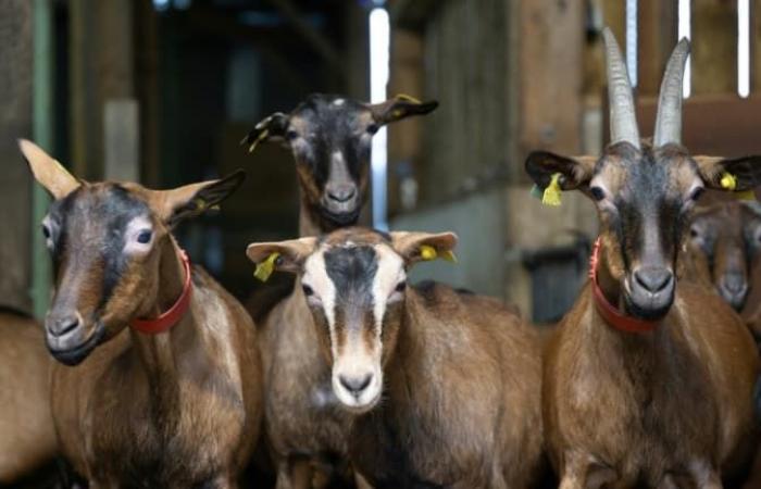 Mueren 210 cabras en un incendio en una granja