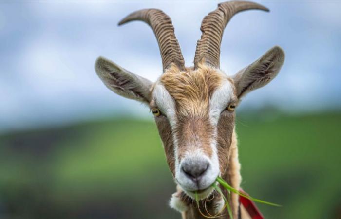 Más de 200 cabras mueren en un devastador incendio agrícola