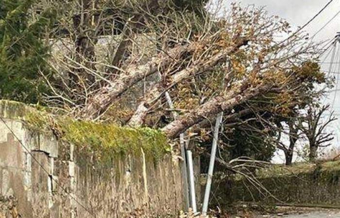 Tormenta Caetano. Árbol caído, tejados dañados… Casi 400 intervenciones de los bomberos en Anjou