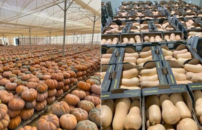 “Los precios de la calabaza en Europa Central son muy bajos”