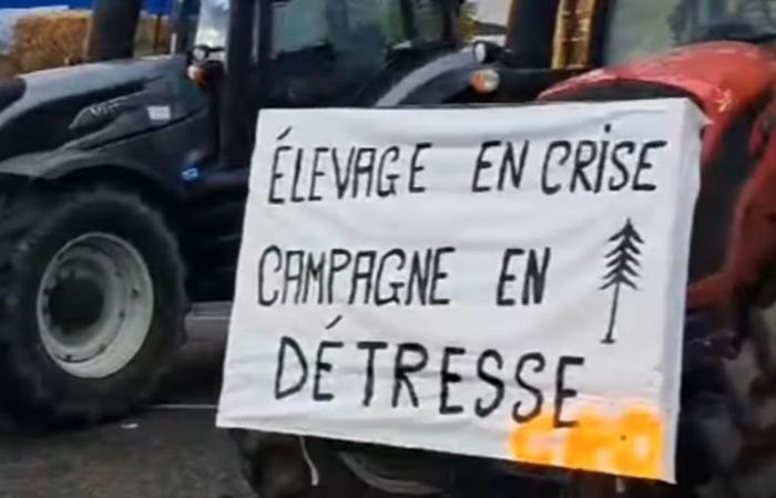 VIDEO – Ira de los agricultores. “Les llenamos el estacionamiento”: la Coordinación Rural de Aveyron bloquea un andén en el Tarn