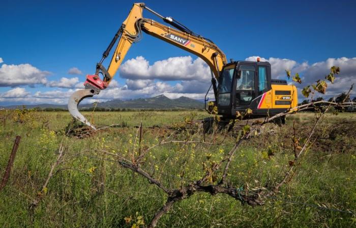 Más de 1.000 hectáreas de viñedos arrancadas en Vaucluse