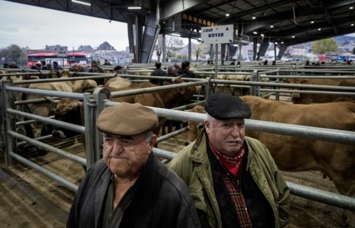 En el mercado de ganado de Laissac, en Aveyron, la preocupación de los campesinos por el Mercosur