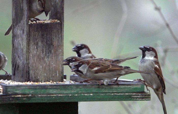 ¿Cómo alimentar adecuadamente a las aves en invierno? Consejos de la LPO du Lot