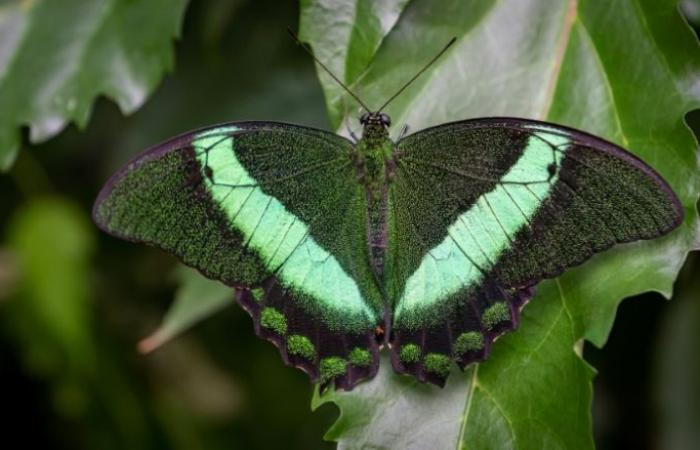 La inteligencia artificial ayuda a los insectos – 21/11/2024 a las 08:15