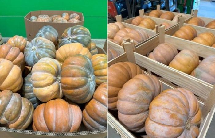 “Los precios de la calabaza en Europa Central son muy bajos”