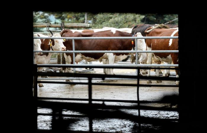 Agricultura vaudois: lagunas y falta de control en las mejoras de tierras