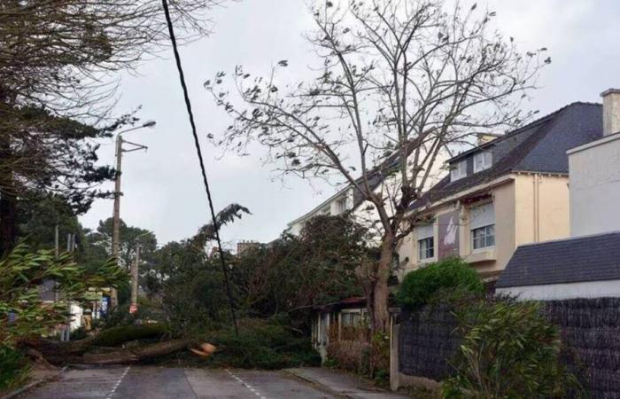 50.000 clientes sin electricidad, árboles arrancados de raíz y varios heridos