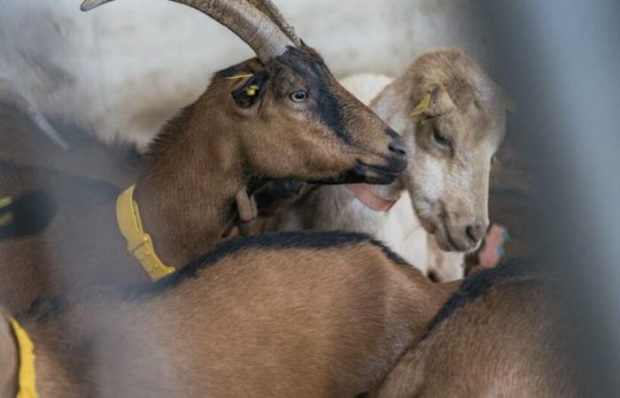 Alta Saboya. Mueren 215 cabras en incendio de granja