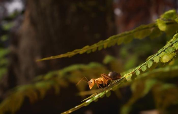 “Les Fourmis” le pone la pata animal al videojuego