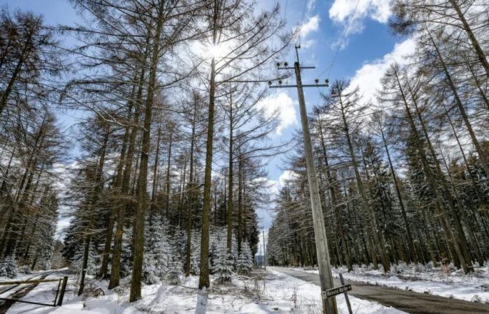 Después de los primeros copos, la nieve seguirá nevando en Bélgica esta semana